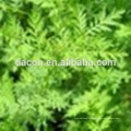 Sweet wormwood extract powder